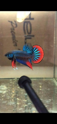 Betta Imbellis kampung