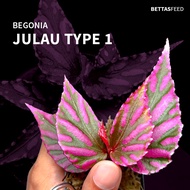 Begonia sp. Julau *RARE Live Terrarium Plants (Limited)