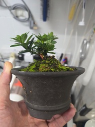 🌟🌟搬遷急走🌟🌟金針羅漢松盆景