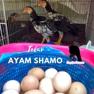 Telur Ayam Shamo