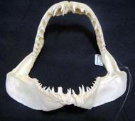[馬加鯊嘴牙]22公分馬加鯊魚嘴..專家製作雪白無魚腥味!..是標本也是掛飾.!. #4.2218