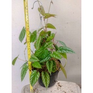 Cissus Discolor 'Rex Begonia Vine' - Striking Foliage with Vibrant Colors and Patterns