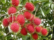 Pokok Hidup Rambutan Anak Sekolah Hybrid Live Plant