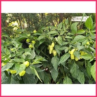 ⁑ ❏ © Habanero Plant Habanero Chili