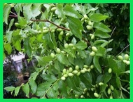 ◰ § 10 RED CHINESE DATE TREE Edible Fruit Jujube Ziziphus Jujuba Yellow Flower Seeds