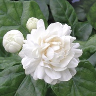 Pokok Bunga Melur Susun Harum Wangi / Melur Rose / Jasminum Sambac Grand Duke Tuscany