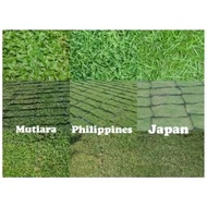 Rumput Hidup Japanese Grass Philippines Grass pearl grass 草