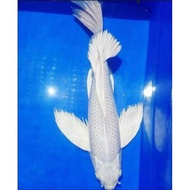 Ikan Koi Platinum Slayerkumpay Progres Indukan Kualitas Import Size