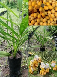 ต้นอินทผลัม​ บาฮีสีเหลือง​(สินค้าไม่ตรงปกสินค้าขายดีมากโตไม่ทันค่ะ)พร้อมส่ง​​(ซื้อ10แถม1) รับประกันสินค้าชำรุดเคลมฟรี