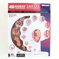 4D MASTER Human模型/ 胚胎發育/ 26074