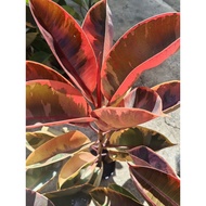 Belize Rubber Tree Big Size