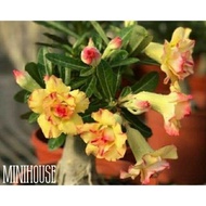 BIJI BIBIT BENIH ADENIUM KAMBOJA KUNING