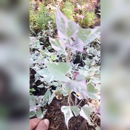 tanaman hias umbi2an daun pink