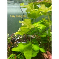 Umbrella Gun | Green Water Lily | Easy to grow Co2-free aquatic plants