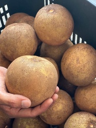 Buah Ciku Madu Mega Size XL 1Kg - 4/5pcs