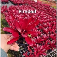 POS DALAM MASA 3HARI - Bromeliad Fire Ball Id Tahan Panas / Neo donger / neo zoey / neo shell dance 