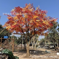 Large Red Maple Tree Floor Decoration Fake Tree Plant Autumn Color Pillar Wrapped Fiberglass Maple L