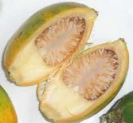 Betel Nut 5Pcs Nganga Mama Bunga Bua Nuts Seeds