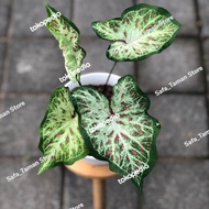 Tanaman hias Caladium Gingerland - Caladium Wayang Corong