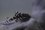 【Sus Aquatic】L204 FLASH EMPEROR PLECO - 金线黑斑马异形【6 ~8 cm】