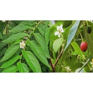 DAUN POKOK CERI KAMPUNG SEGAR 30PCS