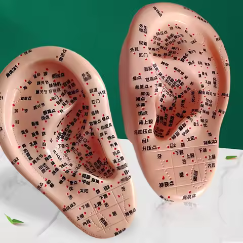 Human Body Part Ear Acupoint 3D PVC Practice Training Kit Acupoint Piercing Tool Teaching Aid for Le