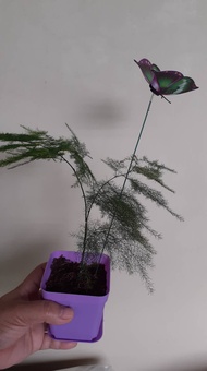 Bonsai trained Asparagus Fern Tree (live plant)