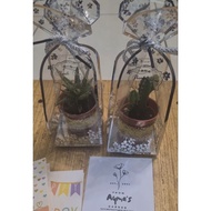 1 Random Cactus Gift - Birthday gift, friendship gift, door gift goodies, gift box surprise