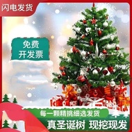 Spruce Real Potted Pine Tree Real Tree Pine Norwegian Norwegian Christmas Real Tree Living Green Pla