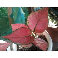super pink live aglaonema plants