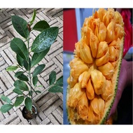 MKT - Anak Pokok Cempedak Champion / Cempedak King