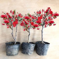 Begonia Potted Plant Seedling Bonsai Green Plant Double Petal Old Stump Indoor Four Seasons Flower B