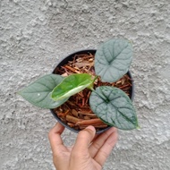 alocasia dragon moon