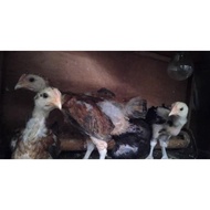 Terbaru Pelung - Ayam Pelung Anakan Jumbo Berkualitas #Gratisongkir