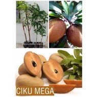 Pokok Hybird Ciku Mega