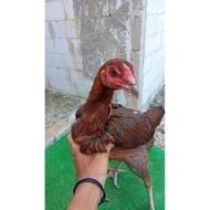 Betina ayam mangon trah juara cross pama ori kualitas bagus siap telur