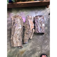 Cork bark Trunk Isopod Garden Plant Deco