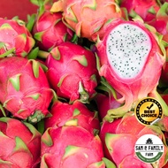 Biji Benih Buah Naga Putih Dragon Fruit / White Pitaya (20 Seeds) / High Quality Seeds