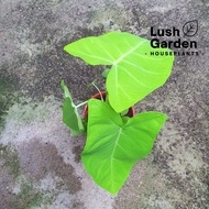 Xanthosoma Lime Zinger/ Keladi / Elephant Ear 青柠姜千年芋 150mm Pot Live Plant Pokok Hiasan [Lush Garden]