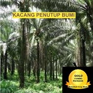 Benih Pelitup Bumi/ Kacang Penutup Bumi / Cover Crop Seeds LARGE COMBO PJ & CM 2KG