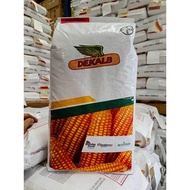 Dekalb 8282s Per Kilo - Mais/Corn