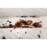 Serai Sanitizer Bed Bugs X