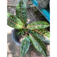aglaonema Dona Carmen