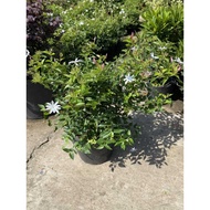 Jasminum Multiflorum (small)/Star Jasmine/Outdoor Plant
