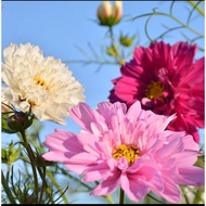 #Cosmos seeds 20pcs#Biji bunga benih cosmos#波斯菊种子20pcs