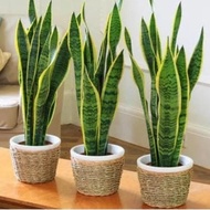 Bibit Tanaman Lidah Mertua - Sansevieria Pedang ( 40cm ) Unggul
