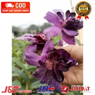 ( KNOP / SPIKE ) ANGGREK DENDROBIUM MAWAR BIRU-sudah Knop/Spike-DENDROBIUM