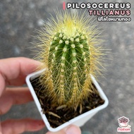 ฟิโลโซหนามทอง Pilosocereus Tillianus แคคตัส กระบองเพชร cactus&amp;succulent