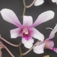 anggrek dendrobium albertine