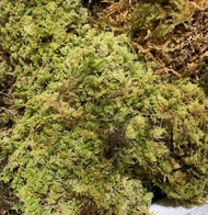 CLASS A!! FRESH HARVEST Sphagnum Moss